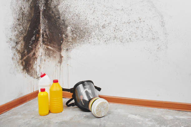 Best Toxic Mold Removal  in Dyer, TN
