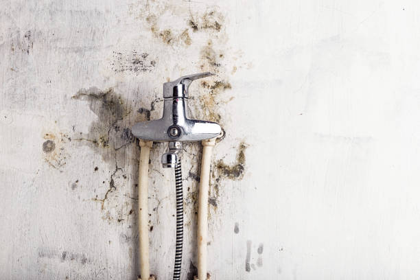 Best Home Mold Removal  in Dyer, TN