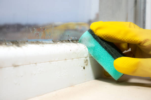 Best Residential Mold Removal  in Dyer, TN
