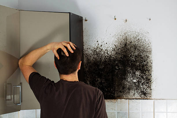 Certified Mold Removal in Dyer, TN