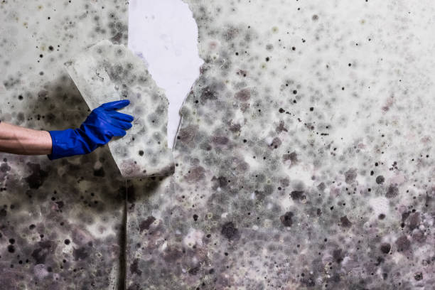 Dyer, TN Mold Removal Company